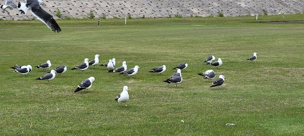 八戸ゴルフ倶楽部 2