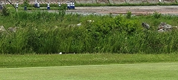 八戸ゴルフ倶楽部 5